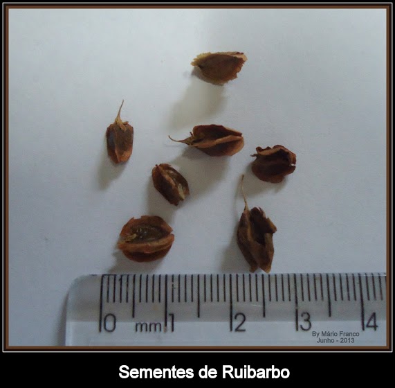 De que pigmentary nota em um ato de corpo
